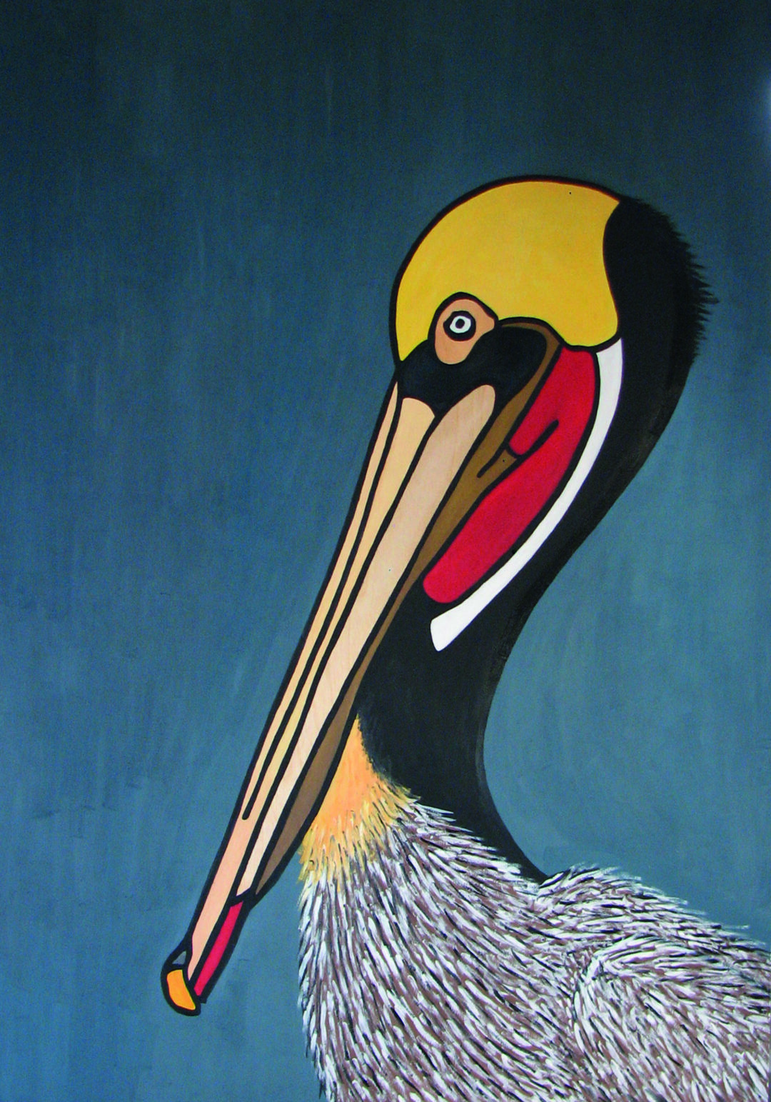 Pelecanus Occidentalis