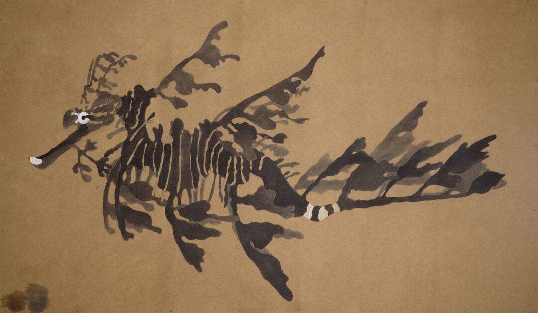 Pławikonik Australijski_ZEN